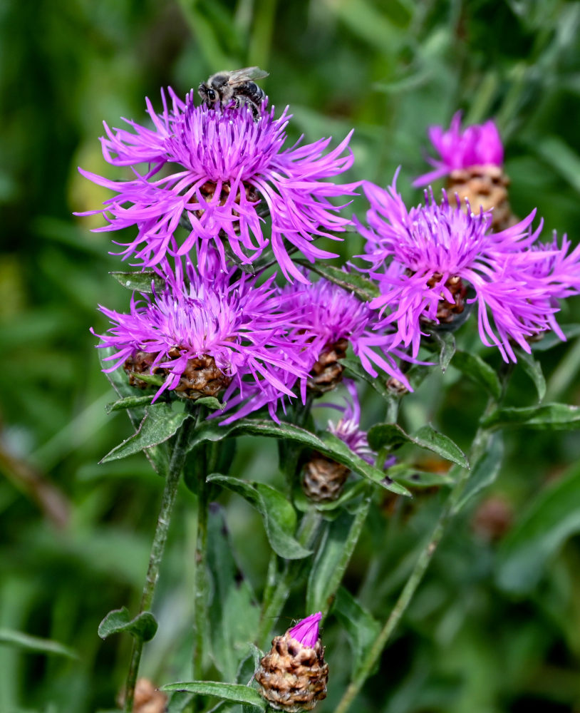 Изображение особи Centaurea jacea.