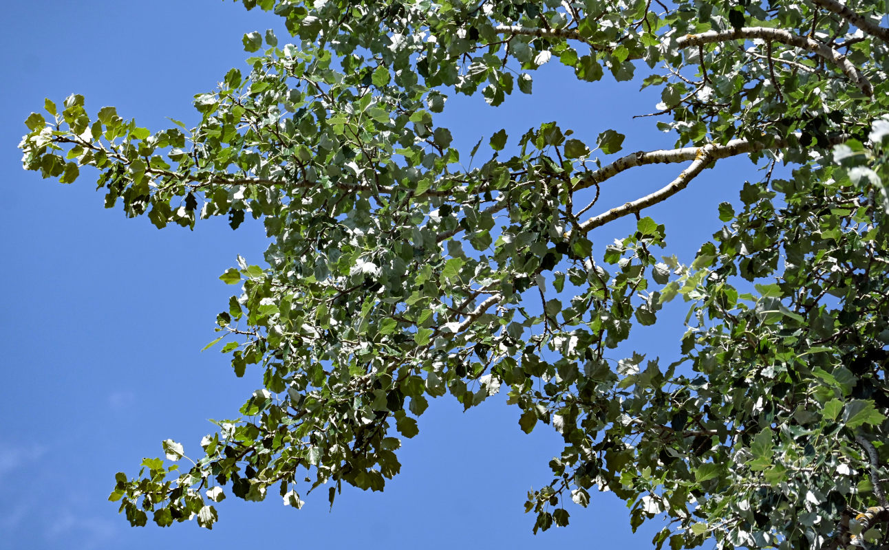 Image of Populus alba specimen.