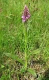 Dactylorhiza baltica. Цветущее растение. Смоленская обл., Смоленский р-н, долина р. Клец. 12.06.2009.