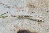 семейство Poaceae