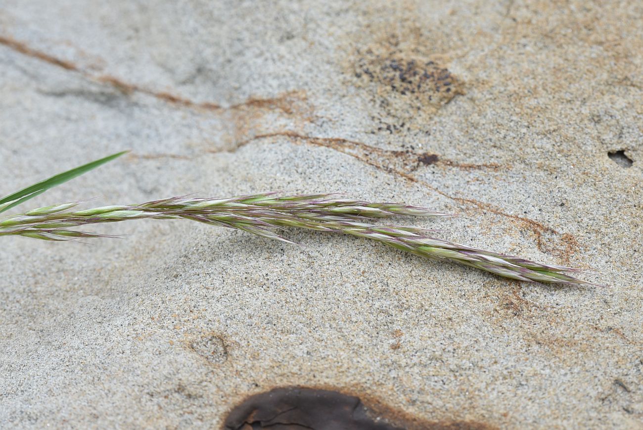 Изображение особи семейство Poaceae.