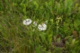 Centaurea cheiranthifolia