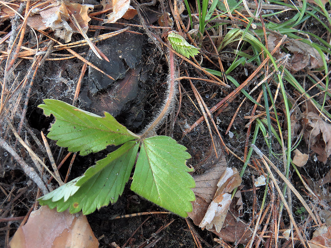 Image of Fragaria viridis specimen.