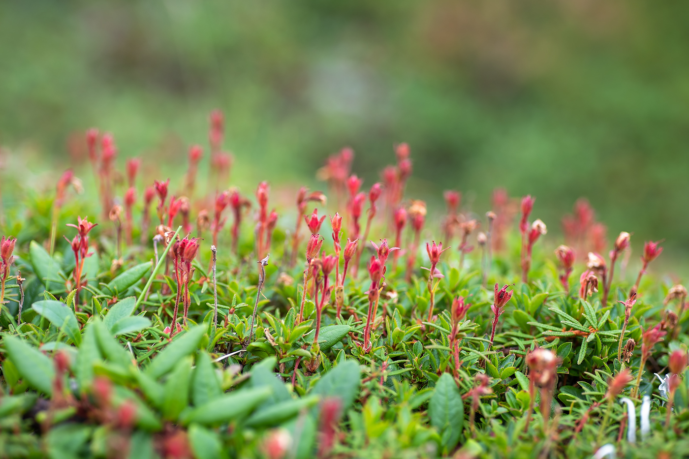 Image of Rhododendron redowskianum specimen.