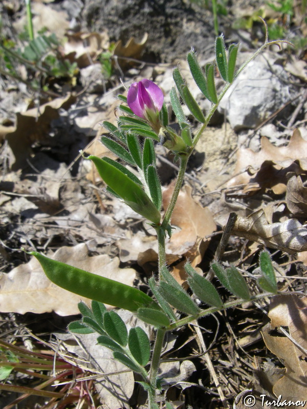 Image of Vicia cordata specimen.