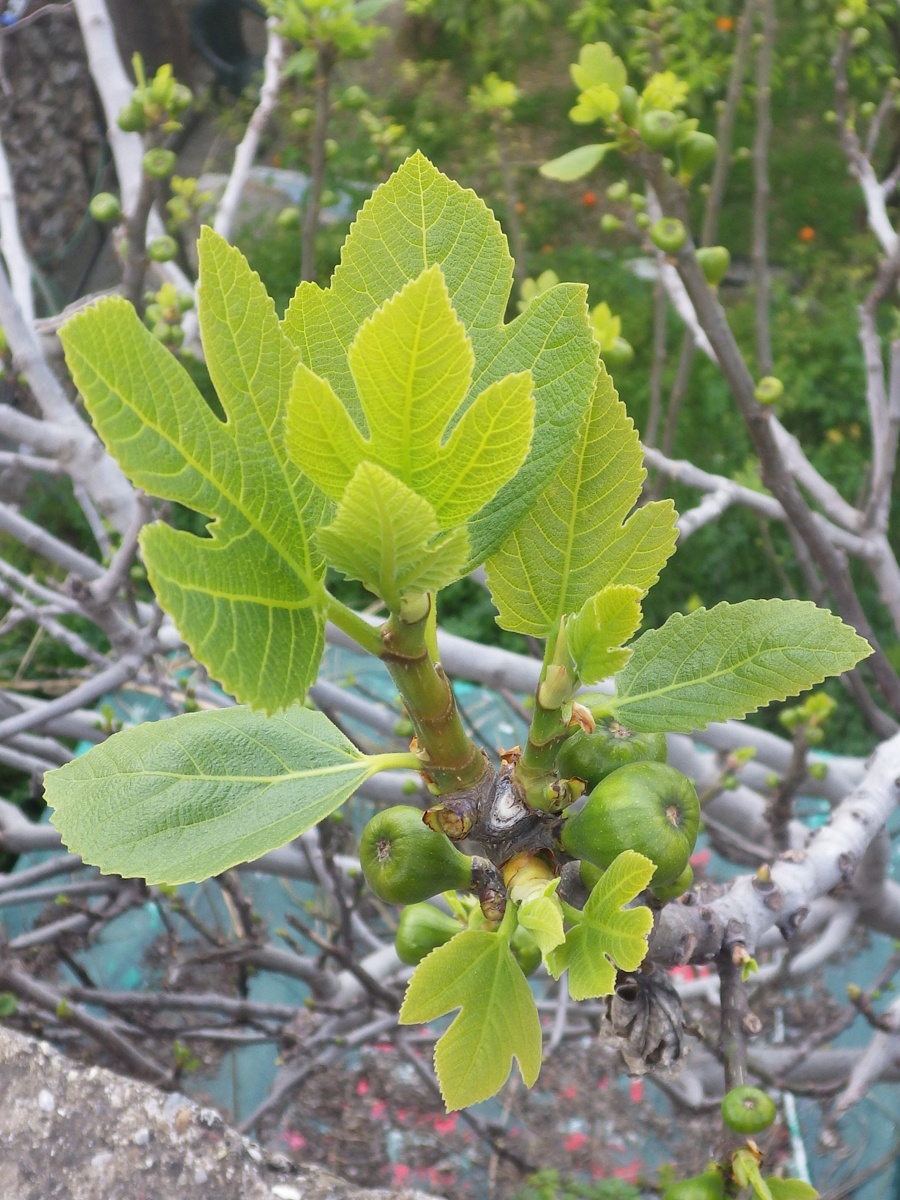 Изображение особи Ficus carica.