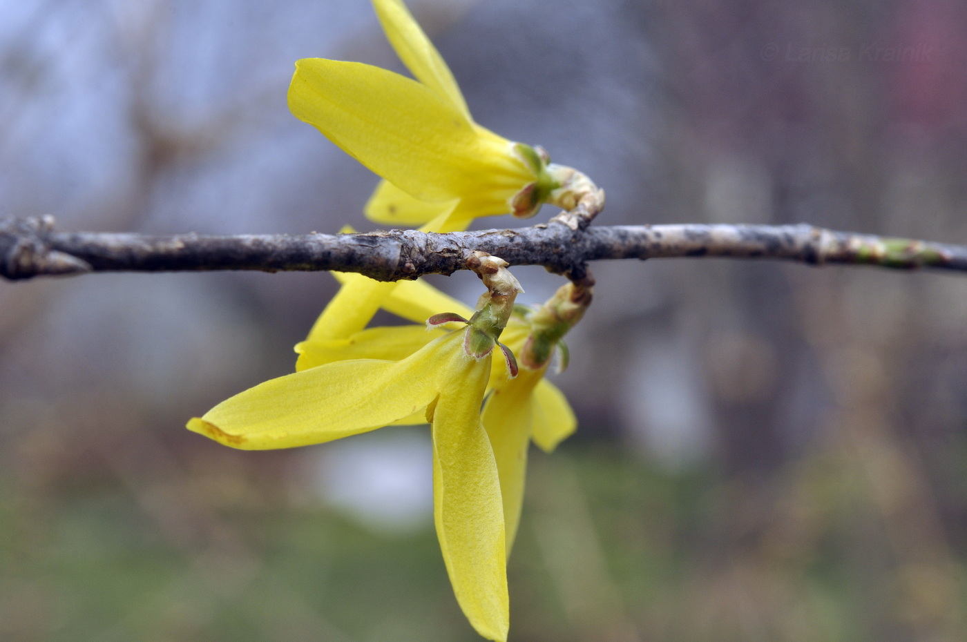 Image of genus Forsythia specimen.