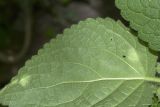 View full-size image Salvia glutinosa