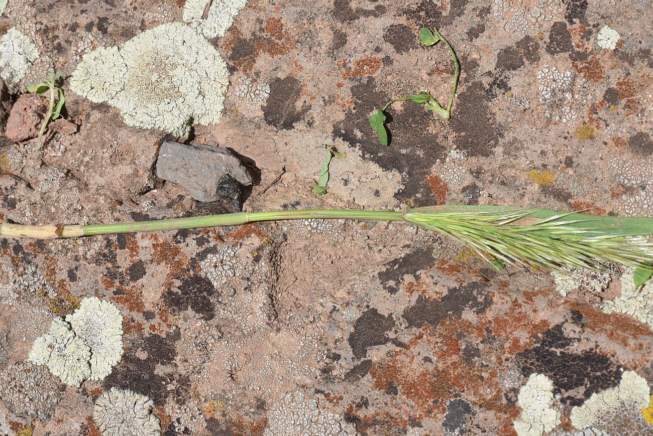 Изображение особи семейство Poaceae.