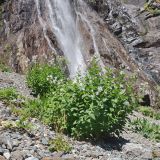Gadellia lactiflora. Цветущее растение на осыпи у первого Суфруджинского водопада. Республика Карачаево-Черкесия, Домбай, верховья долины р. Аманауз, 2200 м н.у.м. 20.07.2012.