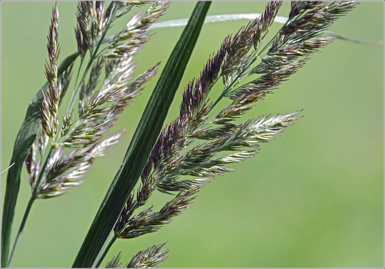 Image of Calamagrostis epigeios specimen.