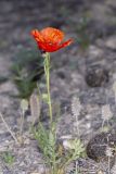 род Papaver. Цветущее растение. Казахстан, Мангистауская обл., 37,5 км ЮЗ пос. Сай-Отес, западный чинк плато Устюрт у спуска Синды, на мелах. 05.05.2018.