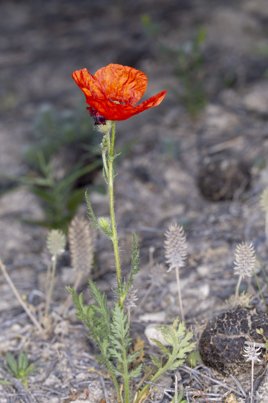 Image of Papaver pavoninum specimen.