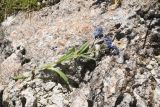род Myosotis