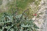 Crambe orientalis. Растение с развивающимся соцветием. Турция, ил Ван, 4 км на ЮВ от дер. Айдынлар, обочина дороги. 21 мая 2025 г.