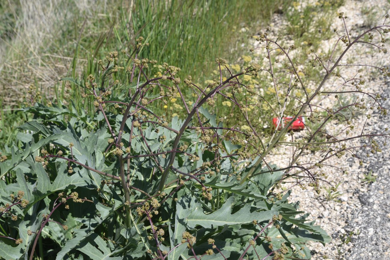 Изображение особи Crambe orientalis.