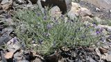 Cicer acanthophyllum. Цветущее растение. Таджикистан, Горно-Бадахшанская автономная обл., Рушанский р-н, Северо-Аличурский хр., окр. оз. Шадау, дол. р. Шадау, выс. ≈ 3500 м н.у.м., каменистая осыпь. 4 июля 2025 г.