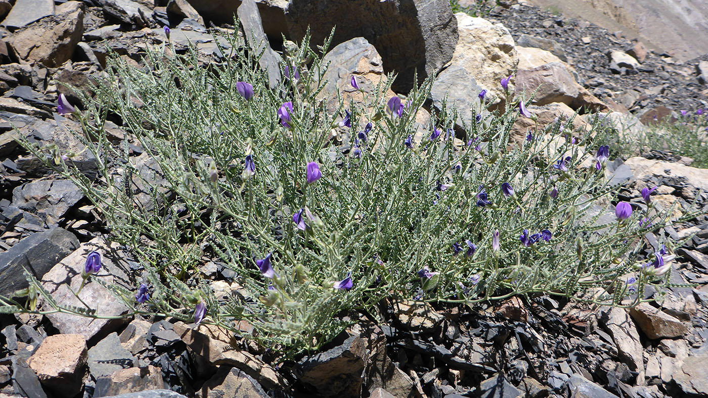 Image of Cicer acanthophyllum specimen.