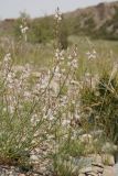 Astragalus macropterus