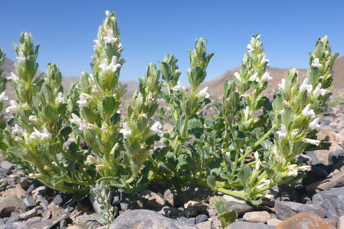 Изображение особи Dracocephalum heterophyllum.