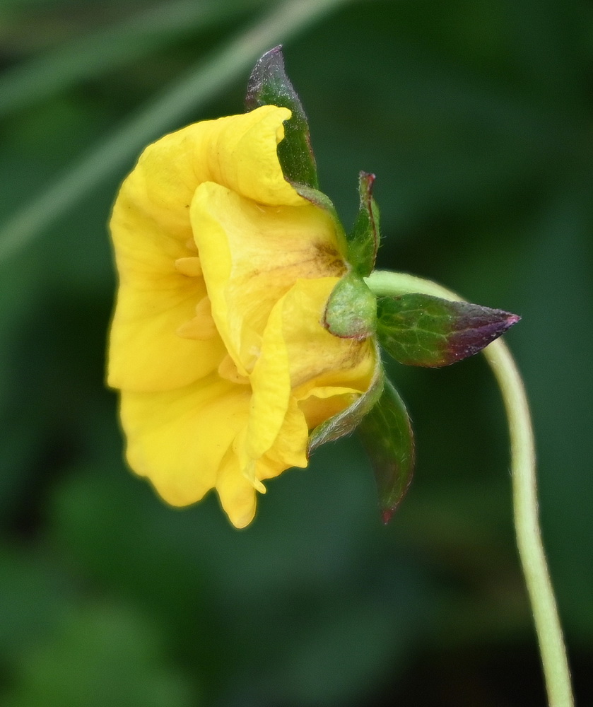 Image of Potentilla reptans specimen.