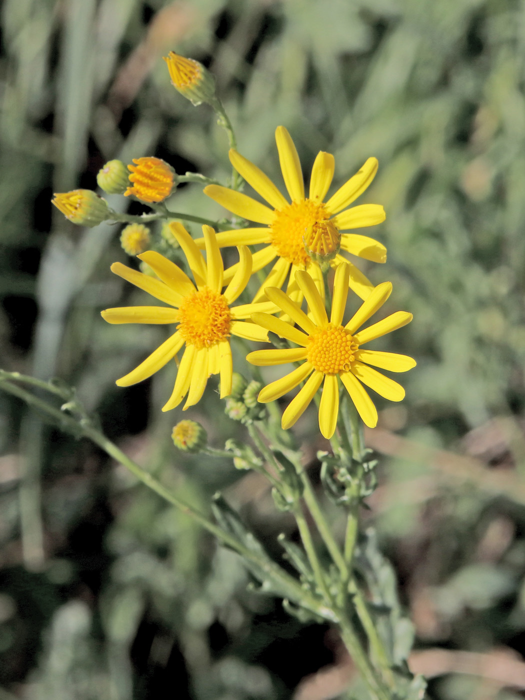 Image of Senecio erucifolius specimen.
