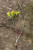 Gagea artemczukii. Выкопанное цветущее растение. ЮВ Крым, мыс Меганом. 4 апреля 2011 г.