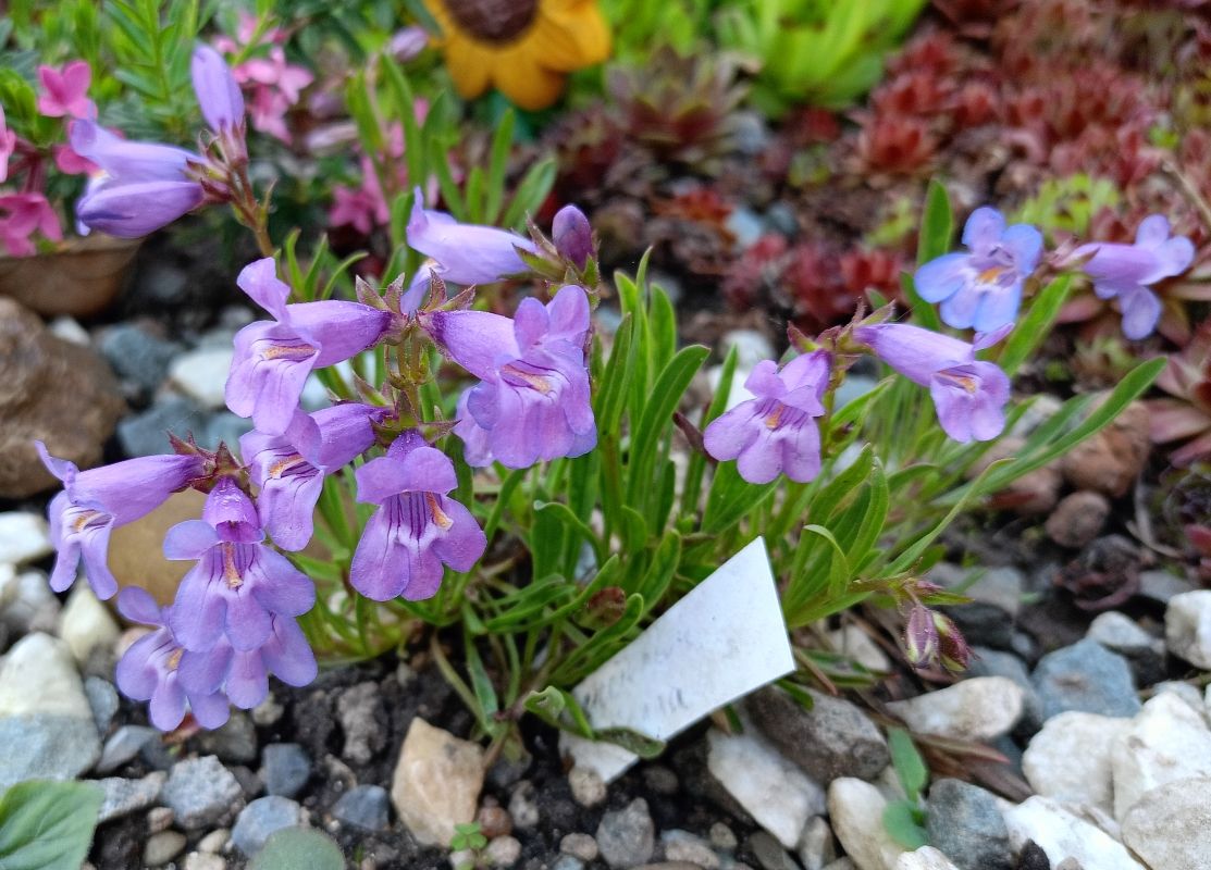 Изображение особи Penstemon hallii.