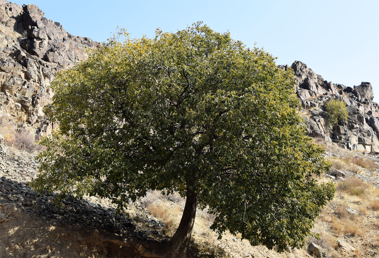 Изображение особи Celtis caucasica.