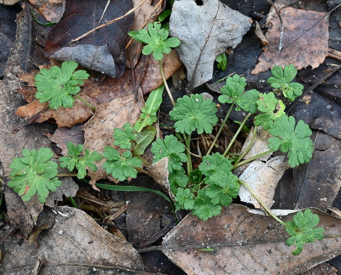Image of genus Geranium specimen.