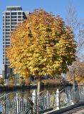 Aesculus hippocastanum. Дерево в осенней окраске. Узбекистан, г. Ташкент, благоустроенная территория вокруг мечети Минор, берег канала Анхор, в озеленении, в культуре. 15.11.2025.