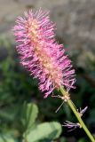 Sanguisorba obtusa. Соцветие. Белгородская обл., пос. Ракитное, ул. Сосновая 2, в культуре. 11 сентября 2021 г.