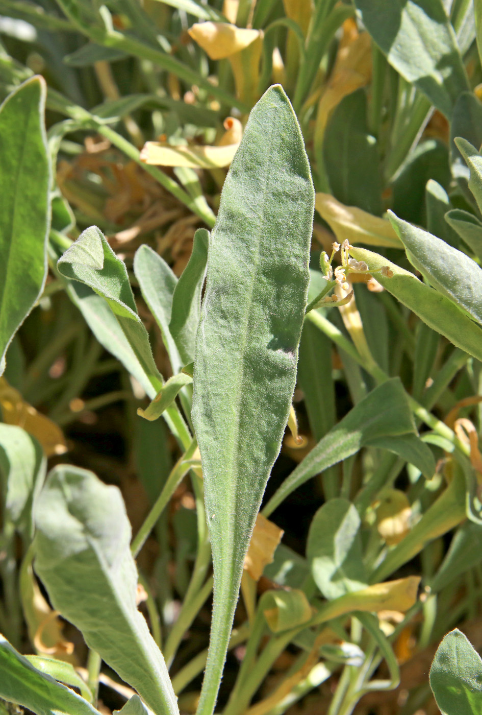 Изображение особи Aurinia saxatilis.