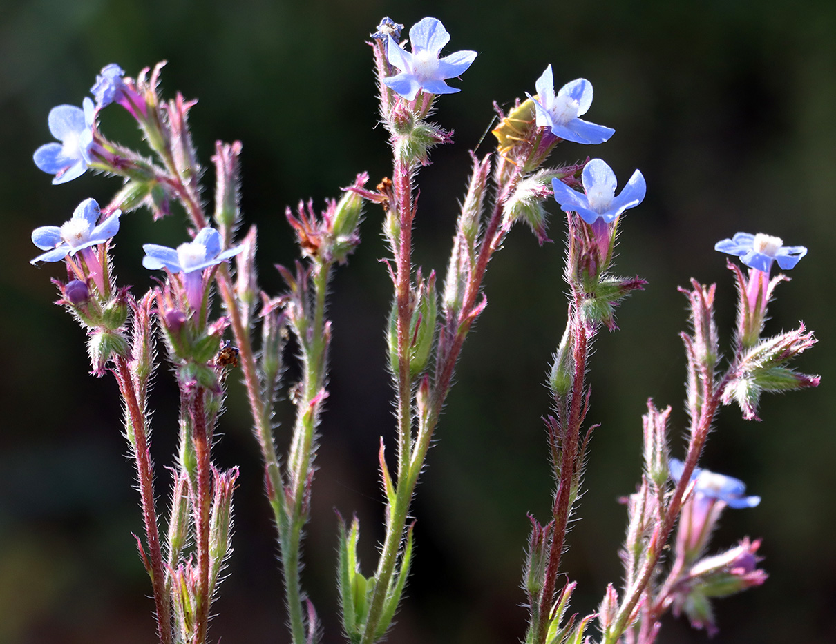 Изображение особи Anchusa azurea.