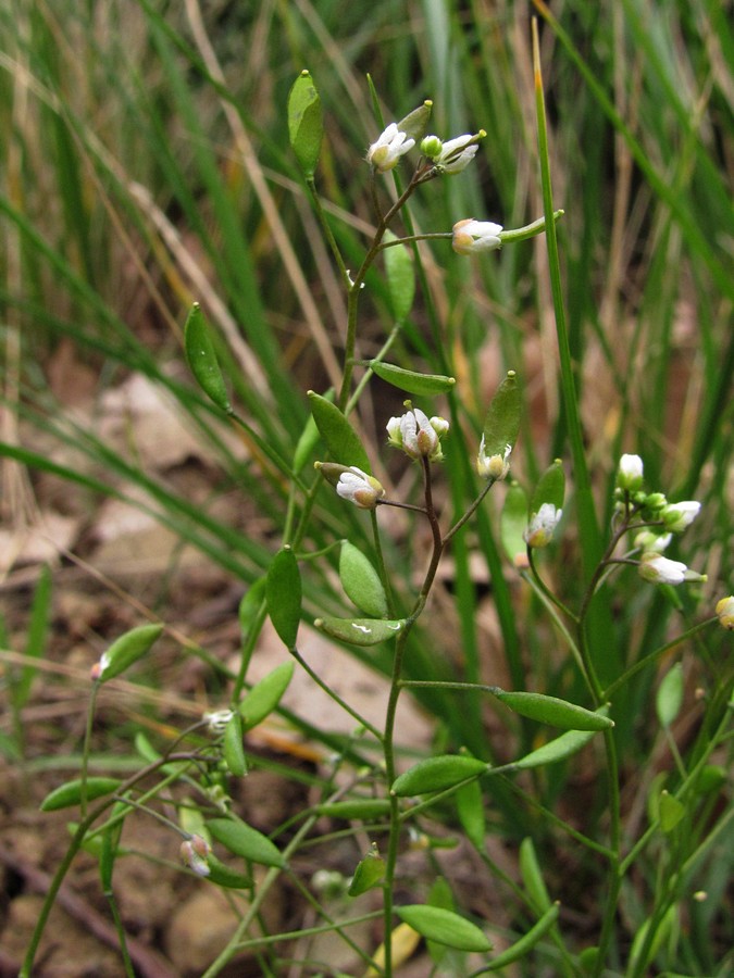 Image of Erophila verna specimen.