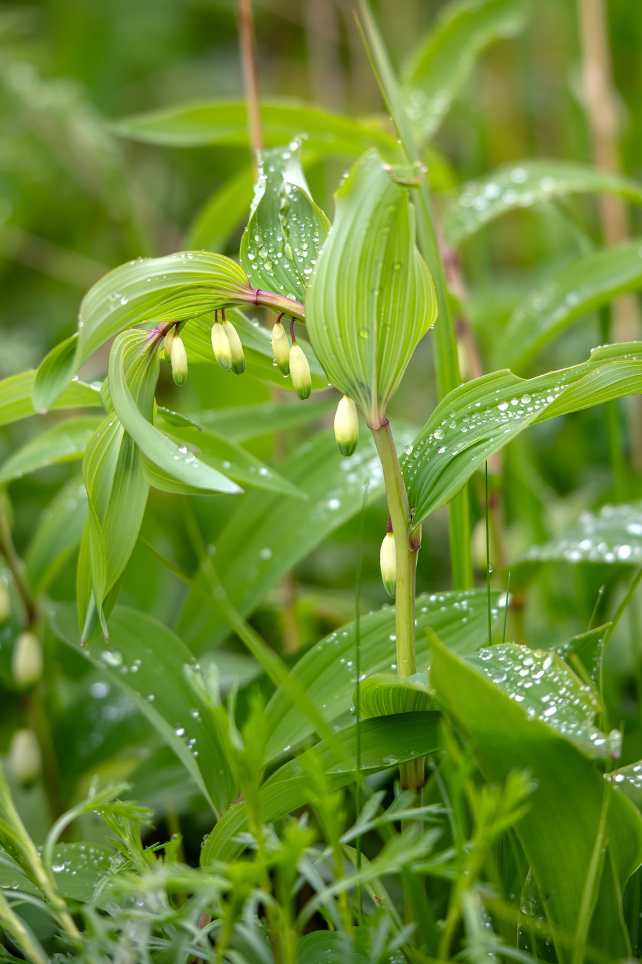 Image of genus Polygonatum specimen.