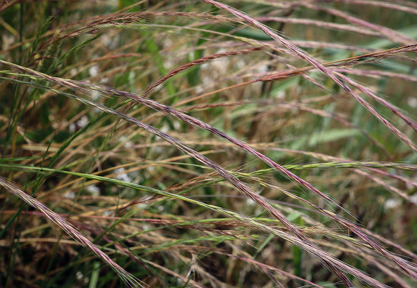 Image of Vulpia myuros specimen.
