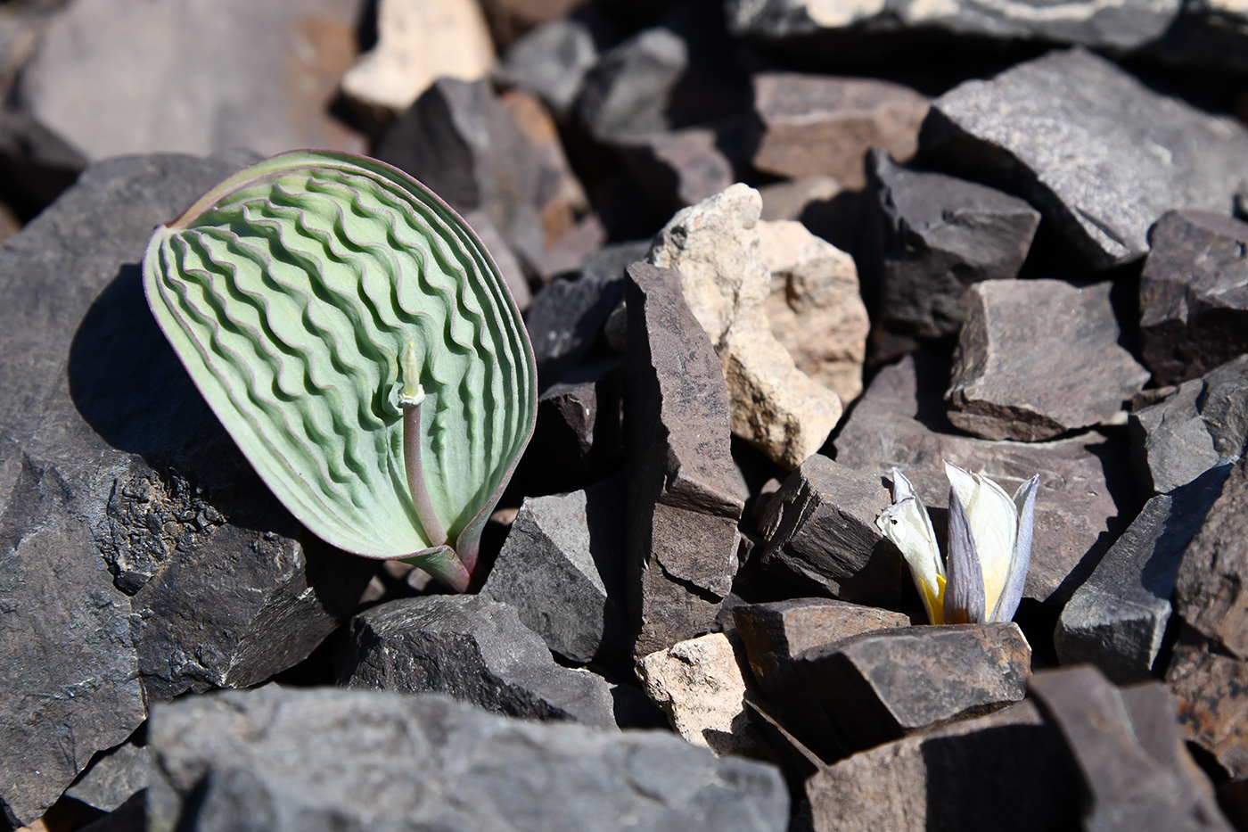 Image of Tulipa regelii specimen.