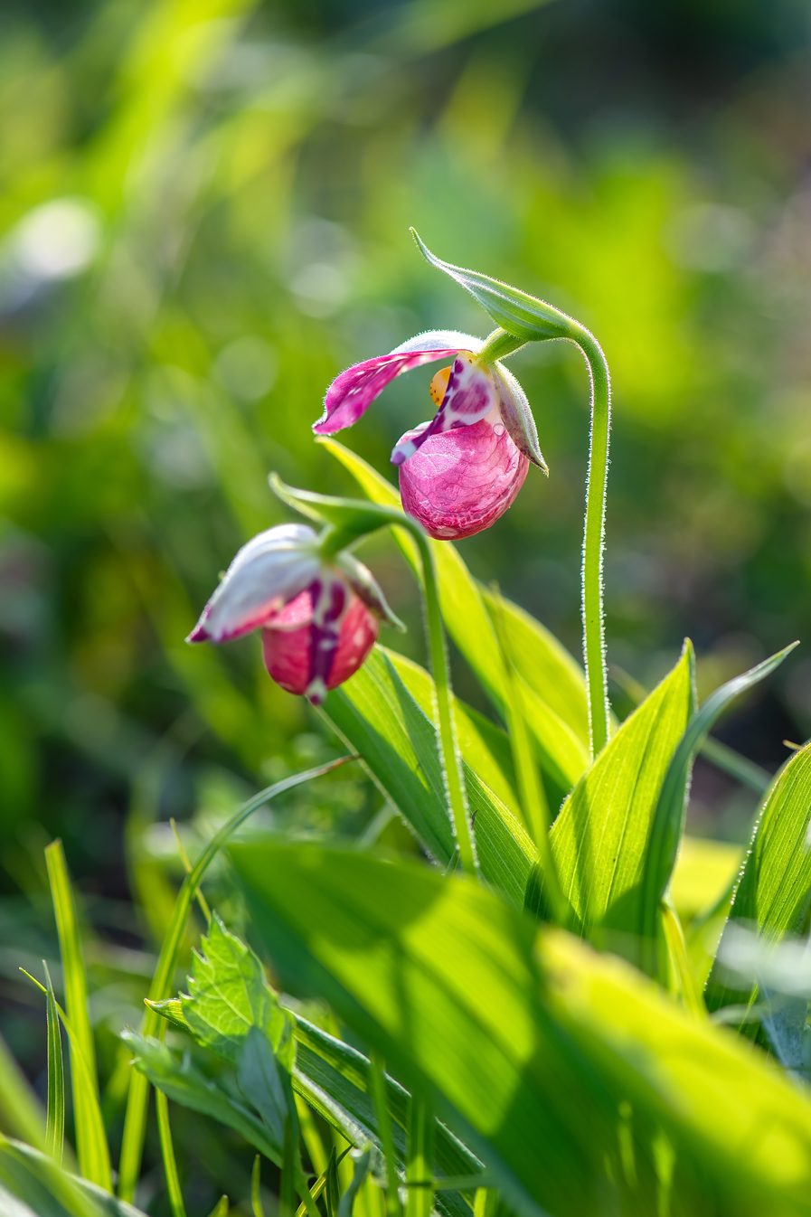 Image of Cypripedium guttatum specimen.