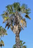 Washingtonia robusta. Верхняя часть ствола и крона плодоносящего растения. Португалия, о-в Мадейра, пос. Рибейра-Брава, в культуре. 19.08.2025.