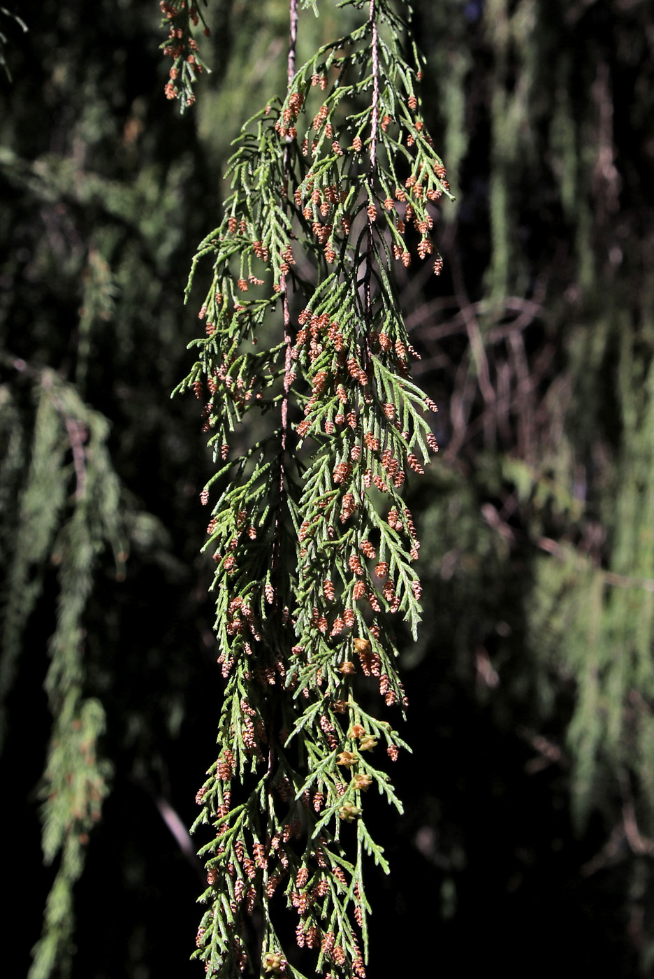 Image of Cupressus funebris specimen.