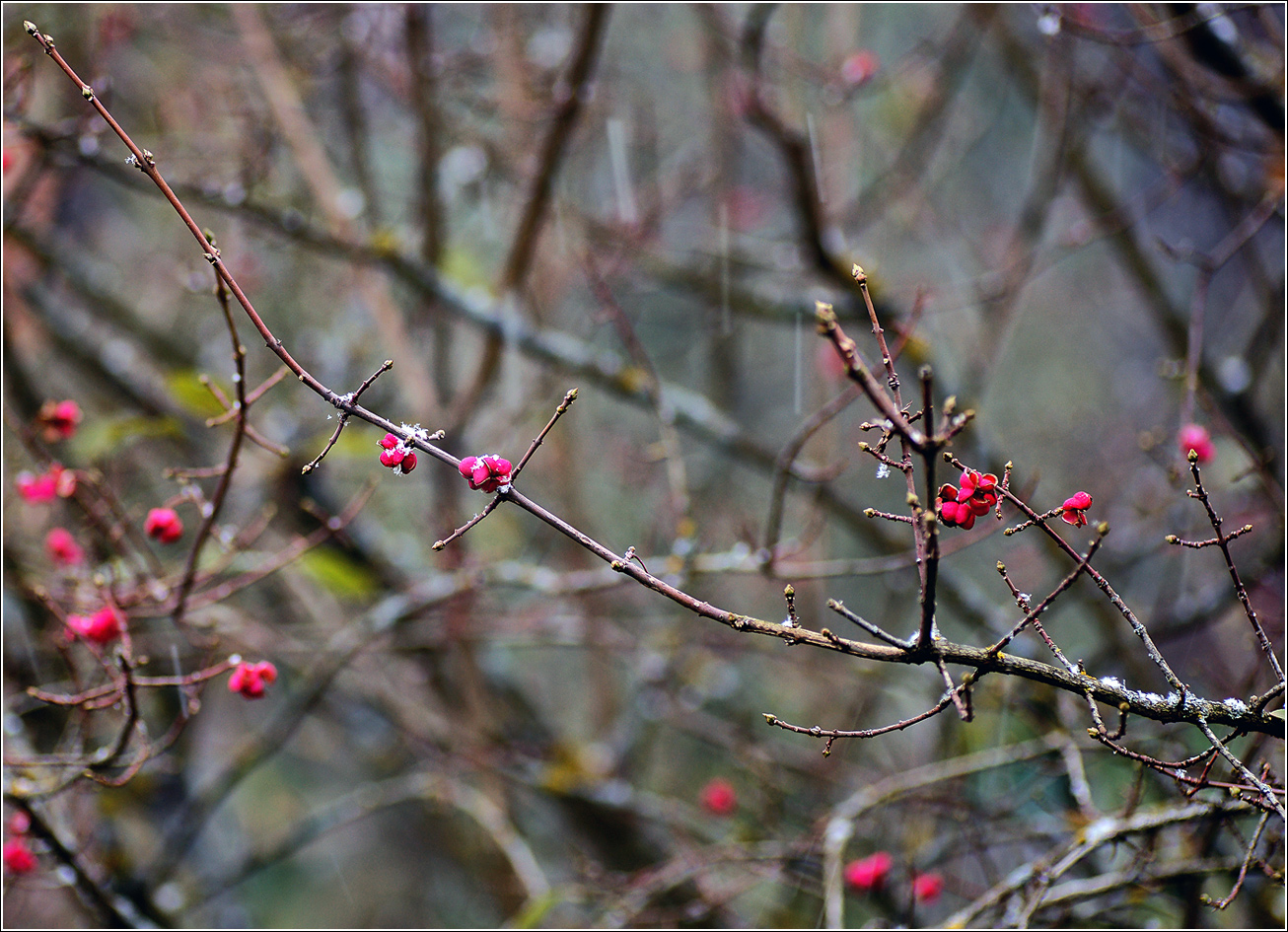Изображение особи Euonymus europaeus.