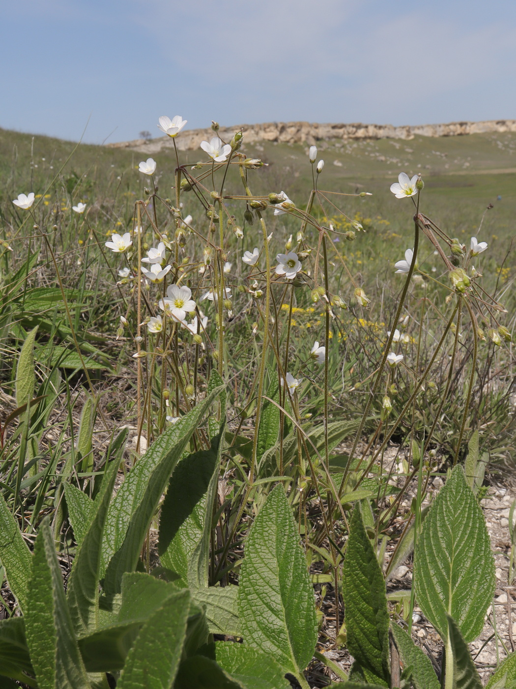 Изображение особи Holosteum glutinosum ssp. liniflorum.