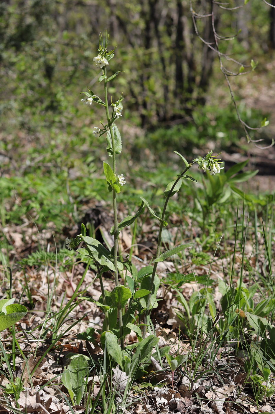 Изображение особи Arabis turrita.