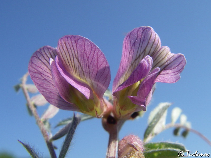 Image of Vicia striata specimen.