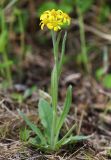 Смотреть изображение Tephroseris kirilowii