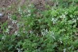Fumaria capreolata. Цветущее растение. Крым, Южный берег, пос. Мисхор, парк. 29.05.2026.