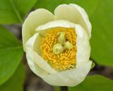 Paeonia caucasica. Цветок (белоцветковая морфа). Краснодарский край, Крымский р-н, окр. станицы Неберджаевская, ур. Темрючки, буково-грабово-дубовый лес. 23.04.2026.