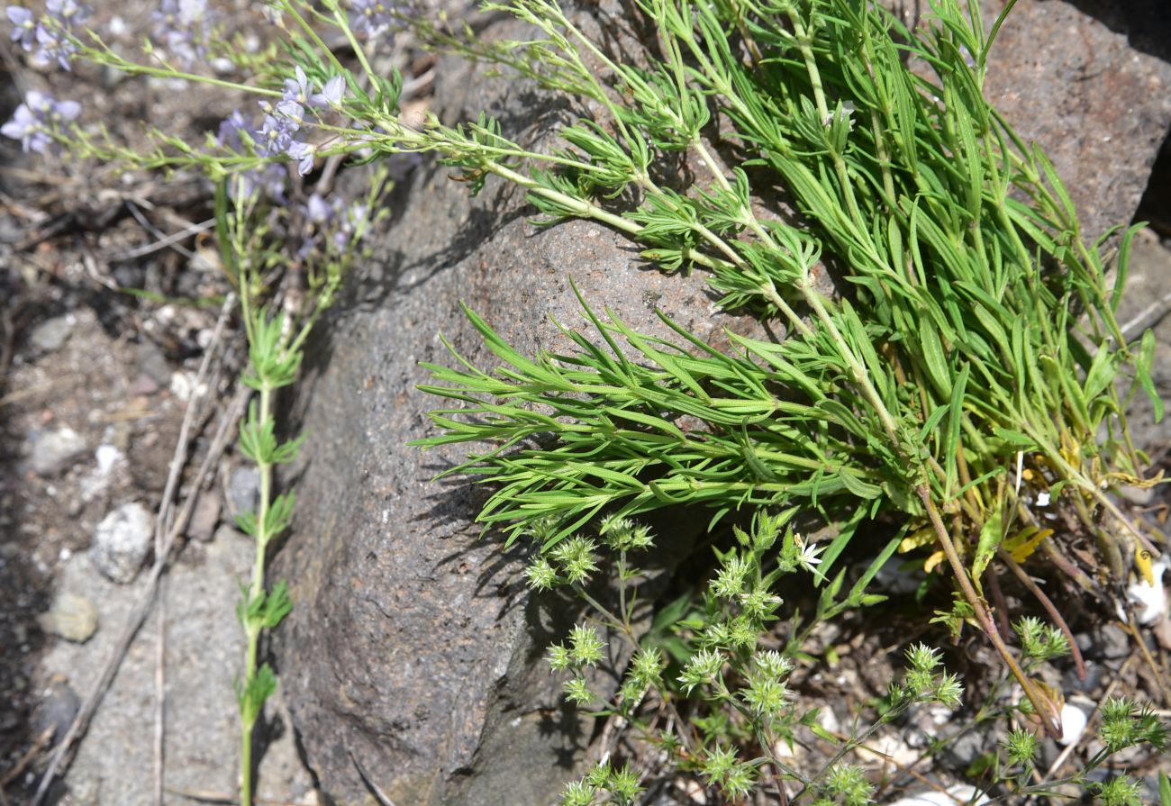 Image of genus Veronica specimen.