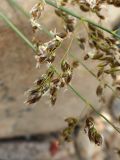 Hierochloe glabra. Цветущие побеги. Хабаровский край, г. Комсомольск-на-Амуре, зарастающий карьер. 23.05.2026.